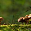 Champignons